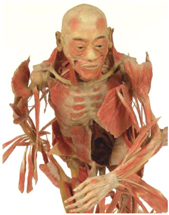 organs in human body. human body display