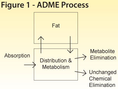 Figure 1 - ADME Process - click to enlarge Figure 1 - ADME Process - click to enlarge