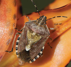 Brown Marmorated Stink Bug