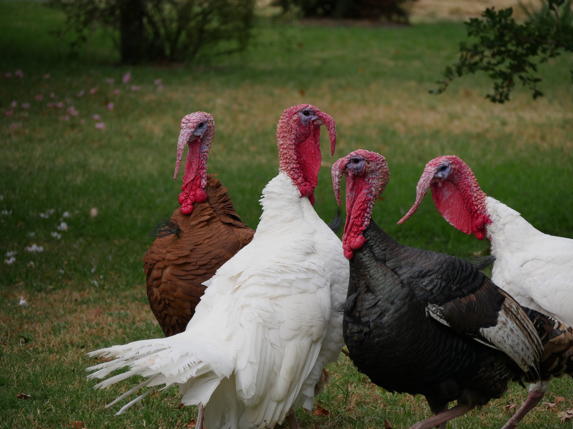 Wild Turkeys, Community Cats, Lawyers for Animals and More Mackinac