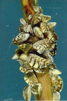 Zebra Mussels