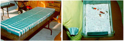 Graphic 17: Illicit Cigarettes From Police Seizure (Left) Awaiting Tax Stamps (Right) - click to enlarge