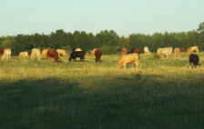 Roseland Organic Farms - cattle