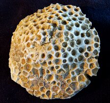 Fossilized Coral