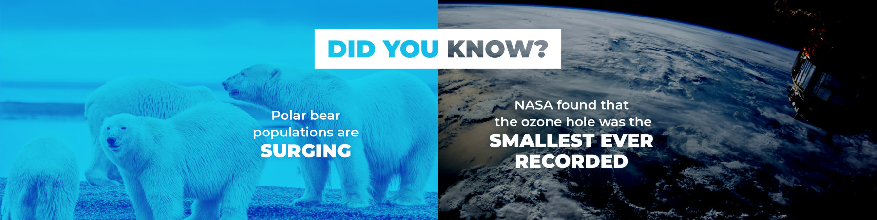Did you know? Polar bear populations are surging. NASA found that the ozone hole was the smallest ever recorded.