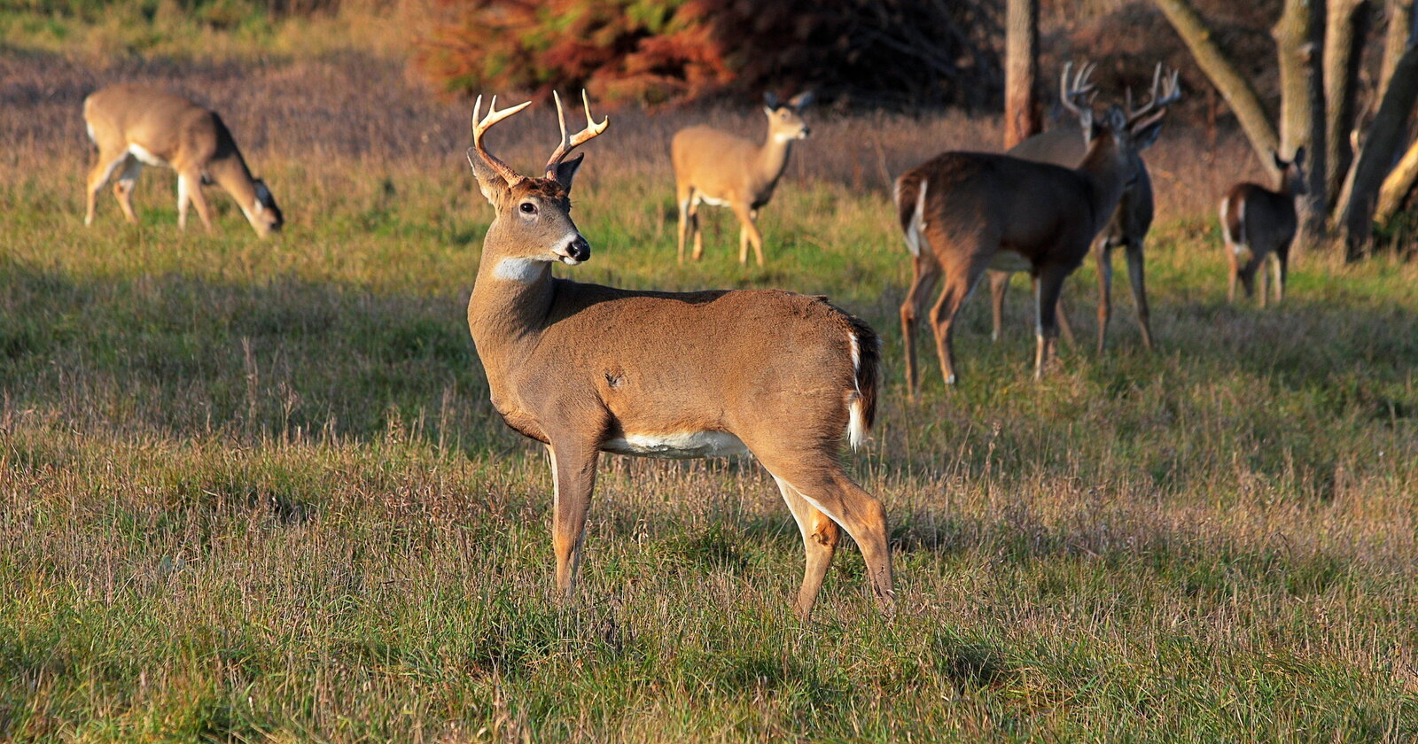 Michigan Senate takes aim at licensing hunting, fishing guides
